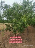 陕西1米枣树供应商图片1
