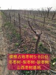 贵州全冠枣树种植厂家