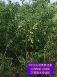 陕西18-20公分枣树种植厂家