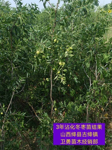 新疆1年生枣树今年价格