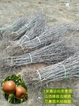 陕西12-15公分枣树种植基地