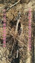 山東6-7公分棗樹價(jià)格