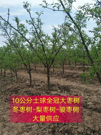 贵州6-7公分枣树