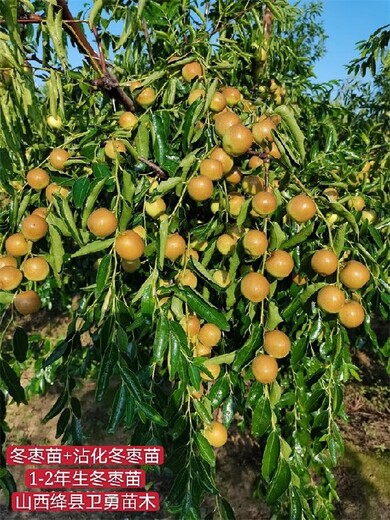 重庆1年生枣树哪里有卖