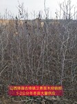 陕西6-7公分枣树种植基地