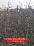 陕西1米枣树供应商图片2
