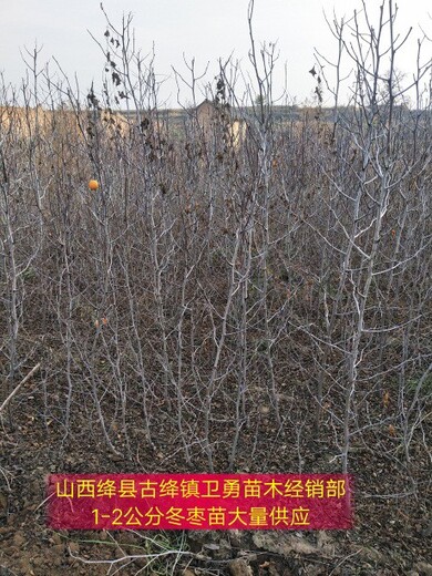 湖北冬枣枣树今年价格