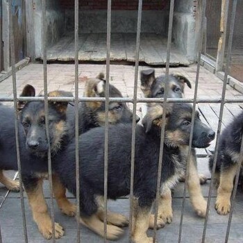 安徽滁州杂交肉狗出售,肉狗养殖
