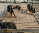 湖南永州体肥大型肉狗养殖欢迎来电图片