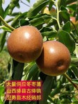 云南8-10公分枣树种植厂家