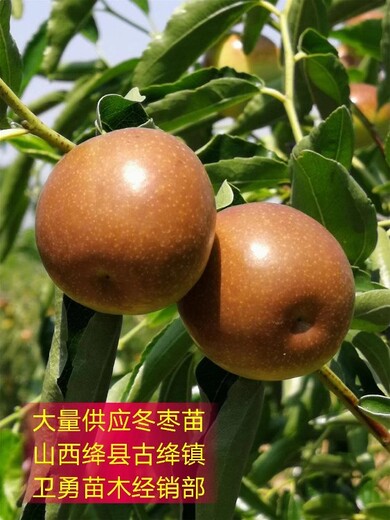 陕西6-7公分枣树