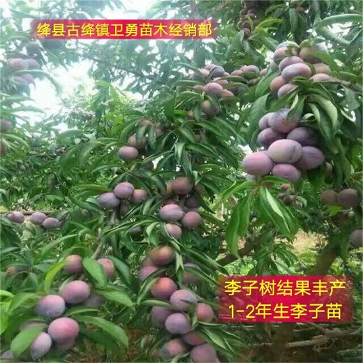 河北晚熟李子树苗种植厂家