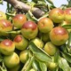 贵州6-7公分枣树产品图