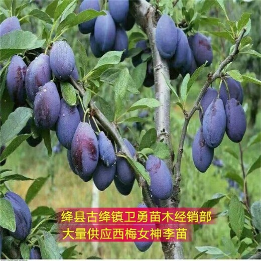 新疆15-18公分李子树苗种植基地