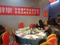 胖墩水稻柯杈肥,黑龙江佳木斯胖墩稻立丰图片3