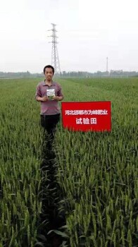 促返青增分蘗壯稈抗倒增粒重抗倒為峰麥黃金怎么購買