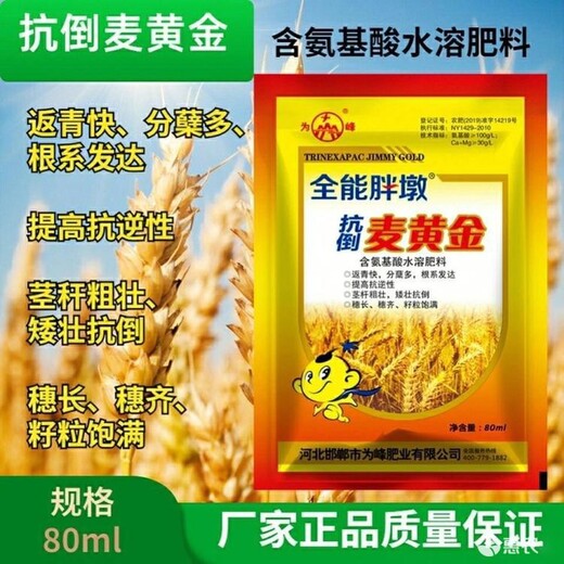 蘗多稈壯抗倒伏，粒重增收快抗倒為峰麥黃金價格