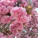 银庄农业日本晚樱,驻马店日本樱花出售
