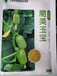 寿光蔬菜种业集团脆美玉宝水果黄瓜种子苗子椭圆形果实果皮嫩绿色瓜长4-6厘米