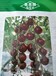 圣思园吉利小紫番茄种子苗子早熟耐裂耐储运抗病性好单果重20克左右