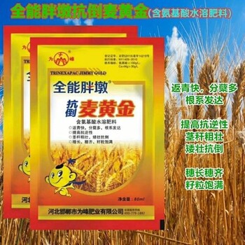 返青促蘗抗倒伏，灌漿增重產(chǎn)量高抗倒為峰麥黃金廠家