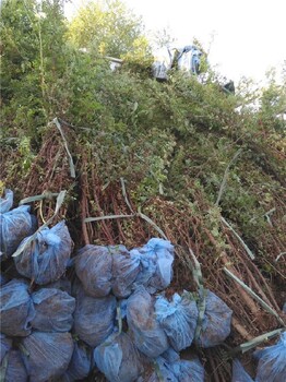 九龍坡黃刺玫種植指導