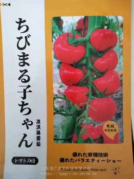 日本进口樱桃小丸子冰淇淋小番茄种子苗子