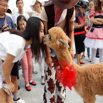上海青浦羊驼哪里有,萌宠羊驼养殖技术