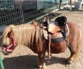 重慶綦江矮馬多少錢一匹,動物園矮馬養殖