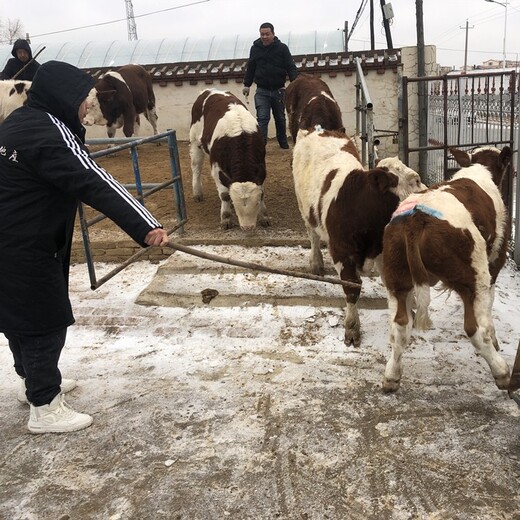 济宁四代西门塔尔二岁母牛现在的价格