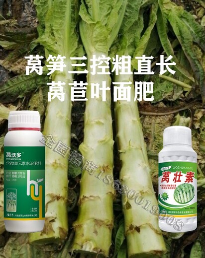 为峰肥业莴壮宝,莴苣菜莴笋叶面肥用多少