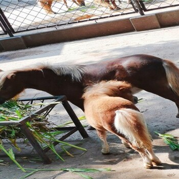 天津塘沽矮马多少钱一匹,景区观赏设特兰矮马
