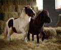 重慶萬州矮馬養殖場,寵物矮馬養殖