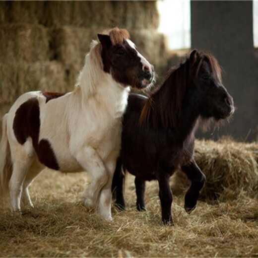湖州网红矮马养殖厂家报价,进口设特兰矮马