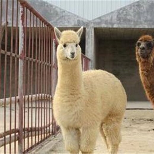 临汾羊驼养殖价格,萌宠羊驼-羊驼养殖场