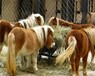 重庆北碚矮马养殖场,动物园矮马养殖
