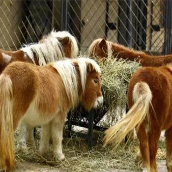 天津宝坻矮马的价格,动物园矮马养殖