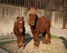 重庆沙坪坝矮马骑乘小矮马,动物园矮马养殖