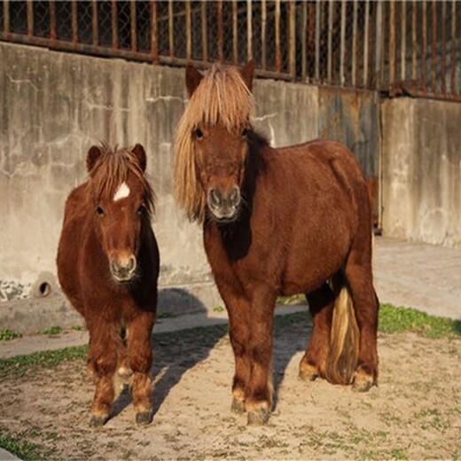 金禾畜牧进口设特兰矮马价格,上海杨浦矮马养殖基地