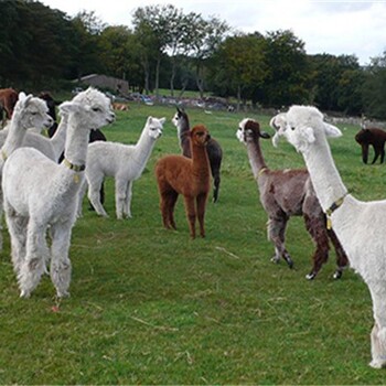 新疆羊驼苗养殖条件,萌宠羊驼养殖