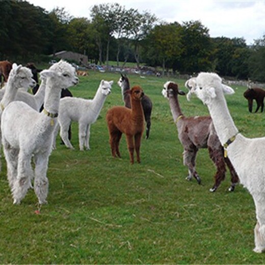 葫芦岛羊驼养殖哪里可以买到,萌宠羊驼-羊驼养殖场