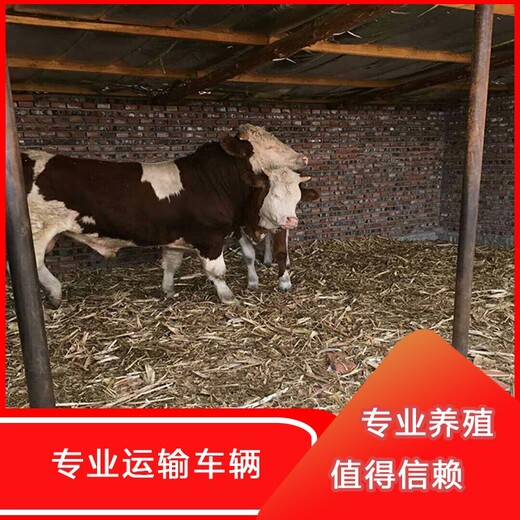 五百斤的西门塔尔二岁母牛多少钱一只