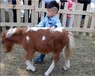 重庆永川矮马养殖基地,动物园矮马养殖