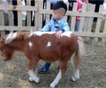 北京宣武矮馬一只價格