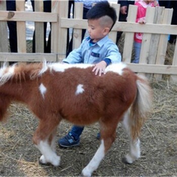 天津塘沽矮马多少钱一匹,景区观赏设特兰矮马