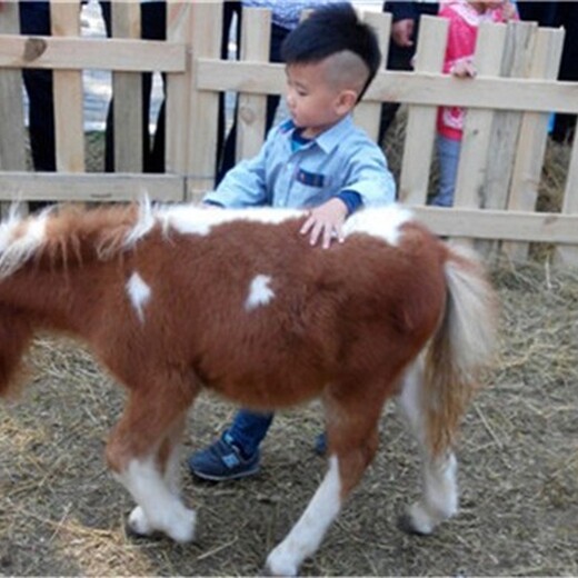 北京怀柔矮马的价格,景区观赏设特兰矮马