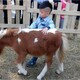 上海矮马养殖-图