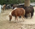 金禾畜牧兒童騎乘矮馬,天津觀賞金禾畜牧矮馬養殖技術