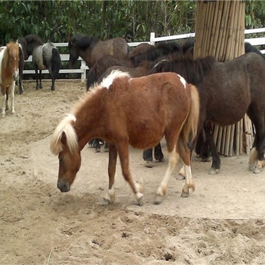 天津河西矮马一只价格,动物园矮马养殖