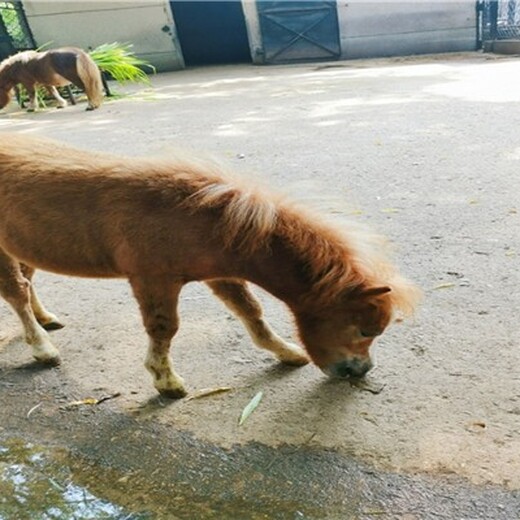 重庆九龙坡矮马养殖基地,宠物矮马养殖